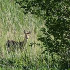 ein vorsichtiger Blick