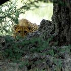 Ein vorsichtiger junger Gepard