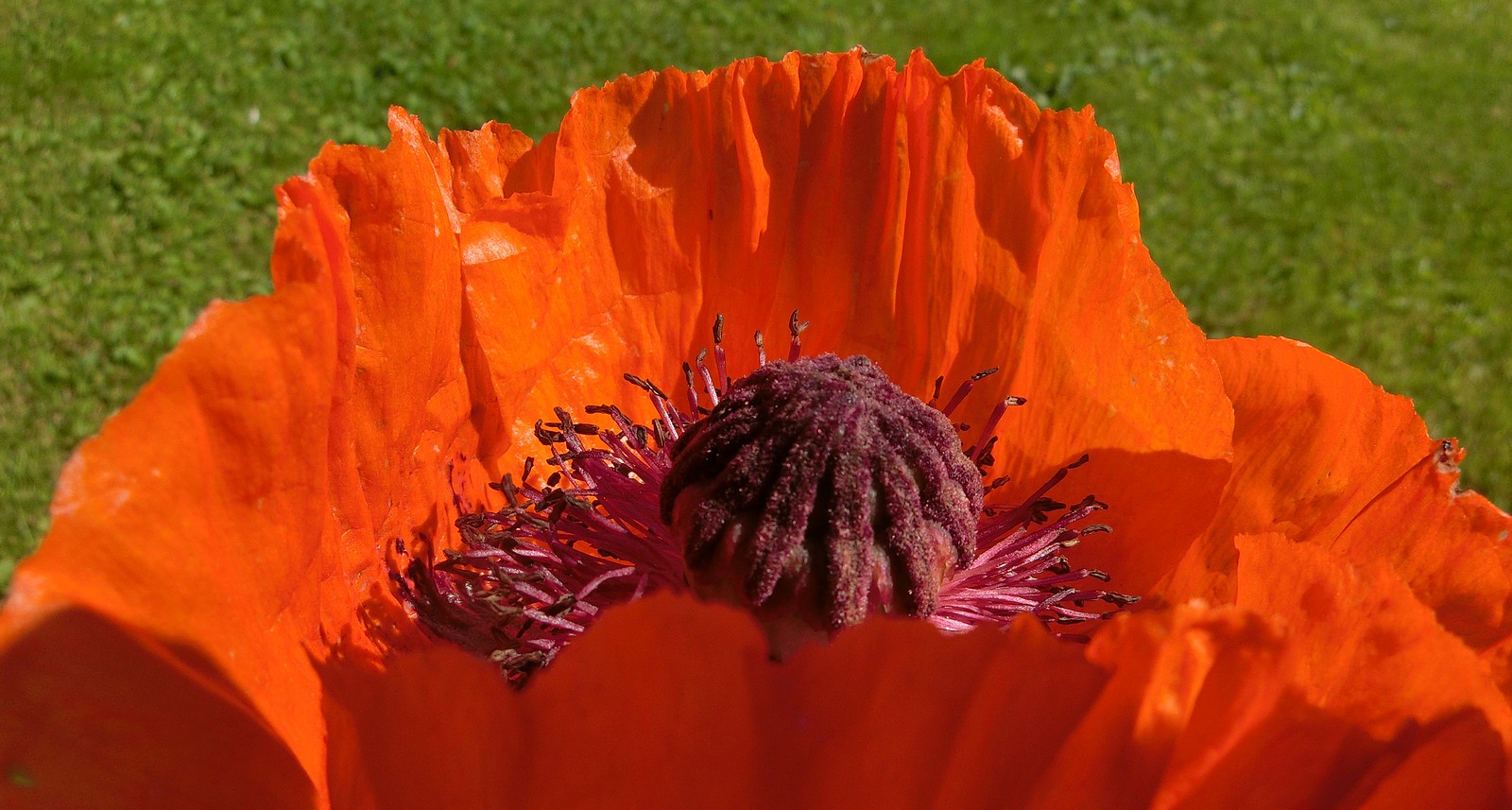 Ein Vulkan in meinem Garten!  :-))