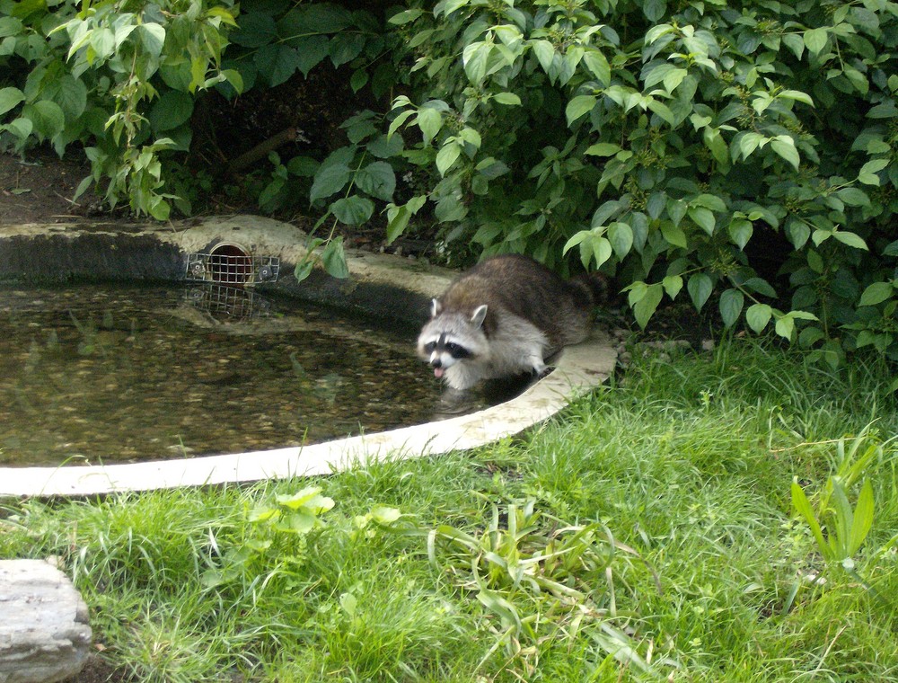 ein Wachbär =)