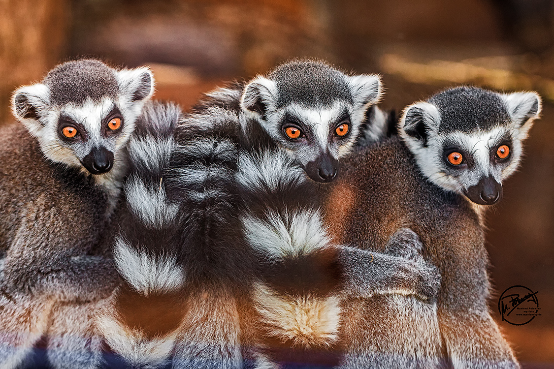 Ein waches Trio