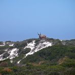 Ein wachsamer Kudu ,gesehen im Nationalpark.