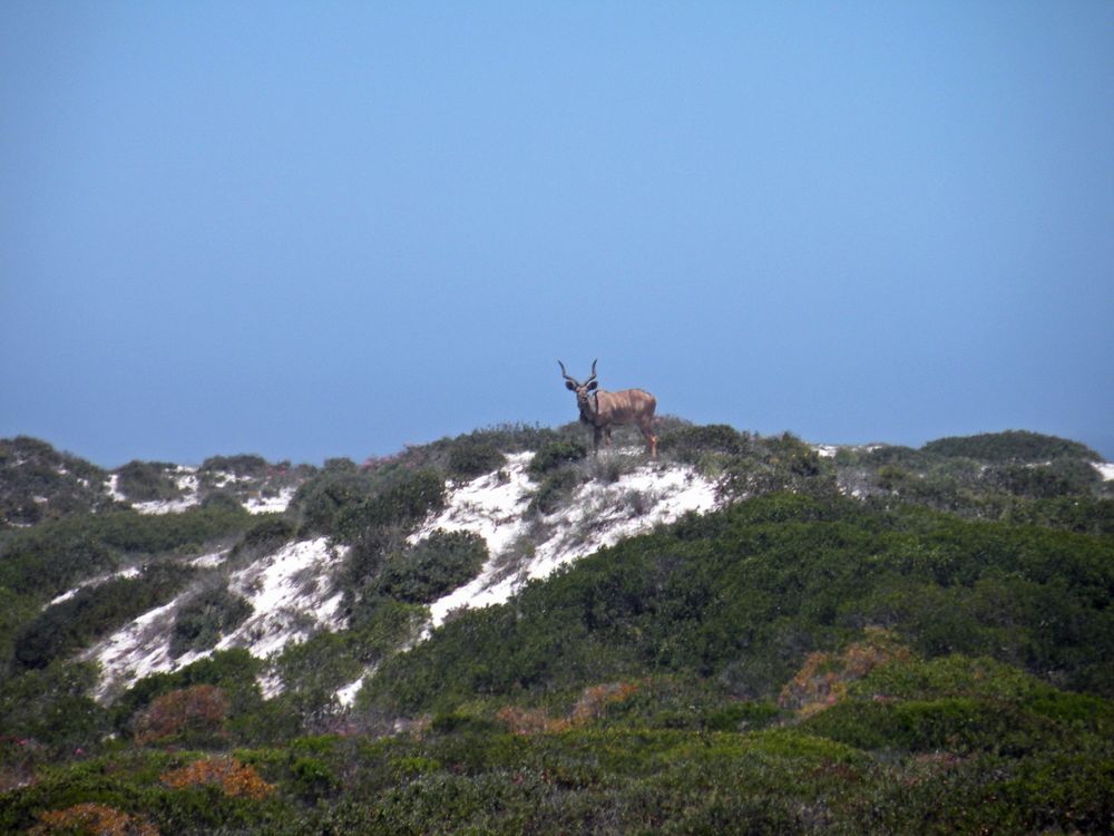 Ein wachsamer Kudu ,gesehen im Nationalpark.