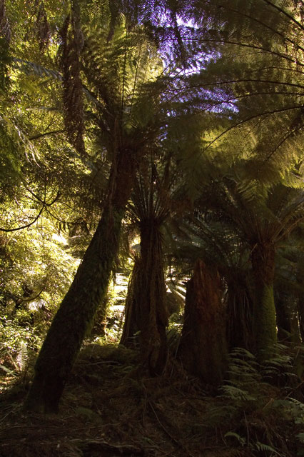 Ein Waeldchen in Tasmanien