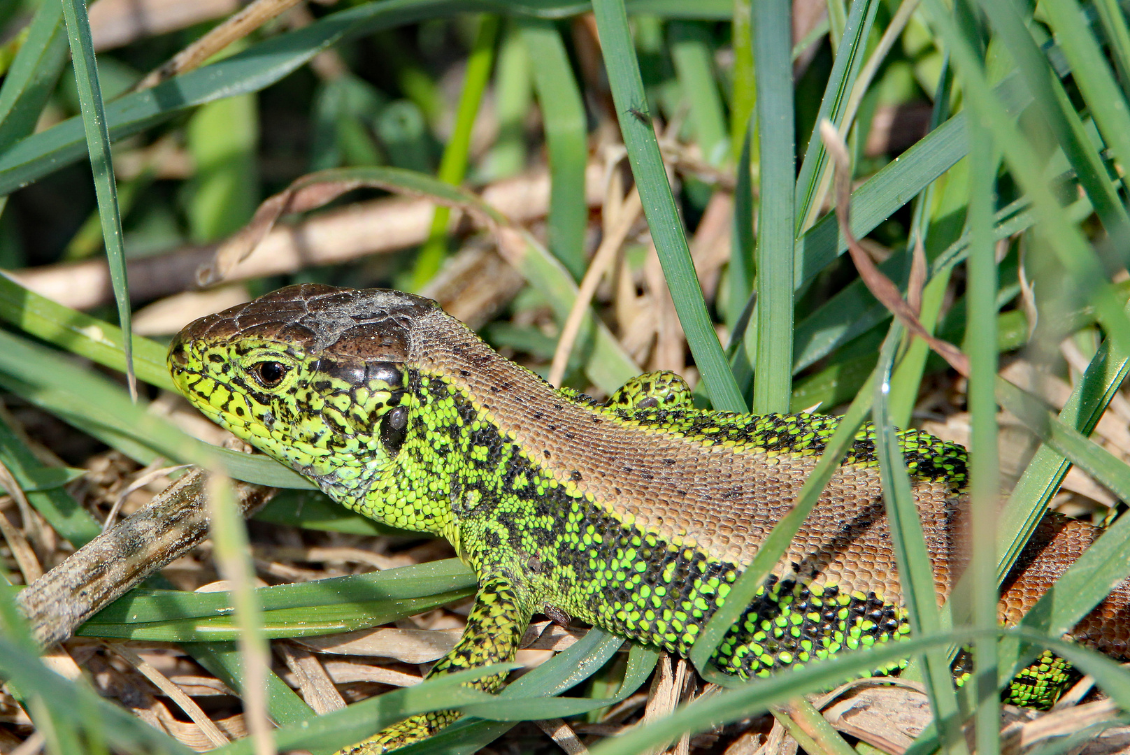 Ein wärmeliebendes Reptil, die Zauneidechse.