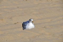 Ein wärmendes Bad im Sand