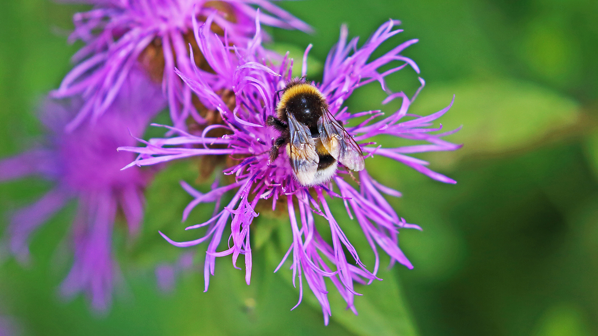 Ein wahnsinnig wichtiger Unwetterartikel wie zur Flut 2002  und auch die Hummel...