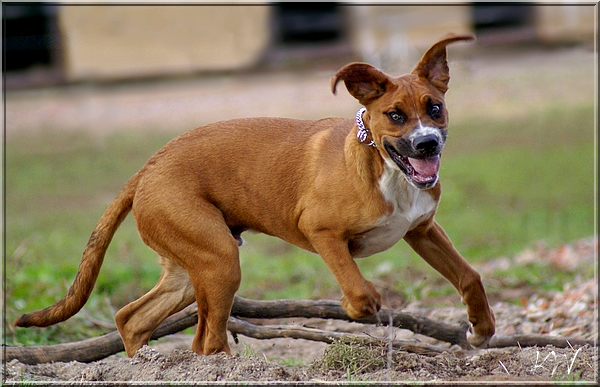 Ein wahnsinns Hund!