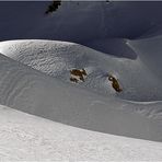 Ein wahr gewordener Schneetraum