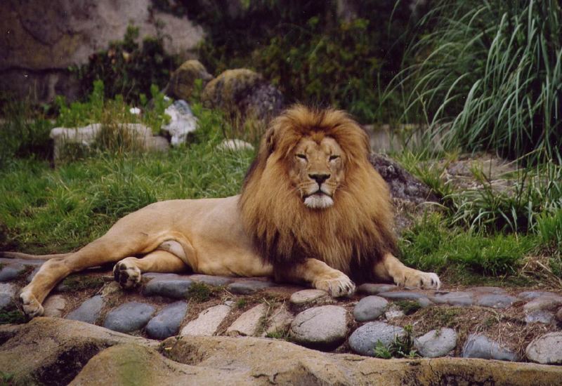 Ein wahrer König