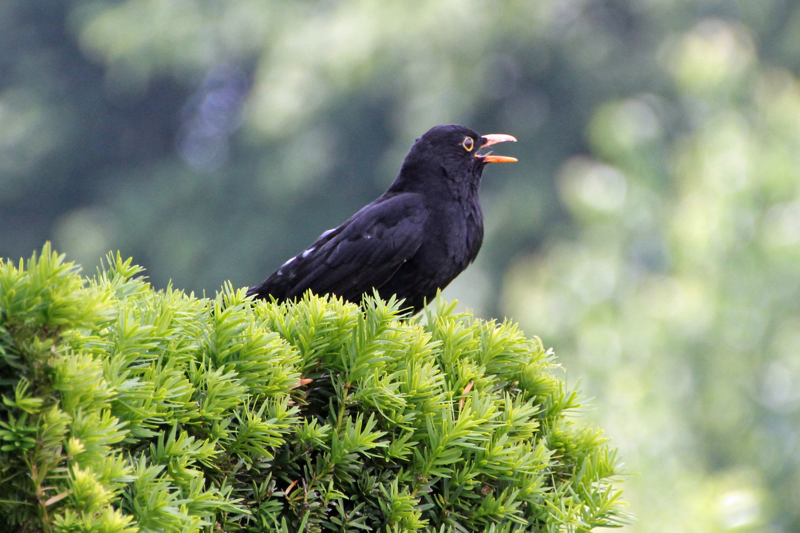 Ein wahrer Singvogel