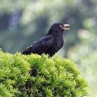 Ein wahrer Singvogel