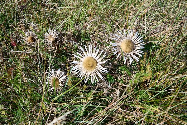 Ein Wahrzeichen aus der Rhön, die Silberdistel