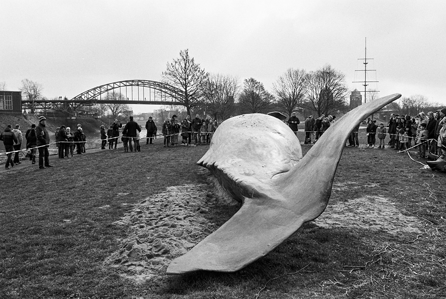 ein Wal auf der Mühlenweide Duisburg Ruhrort