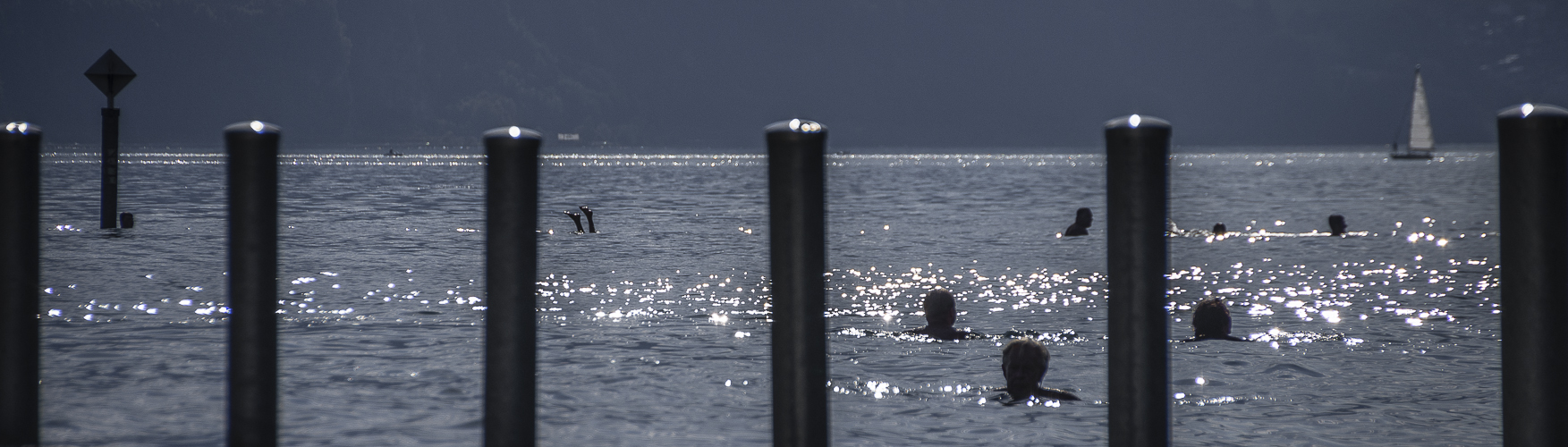 Ein Wal im Thunersee