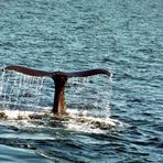 Ein Wal taucht ab / Cape Cod / New-England