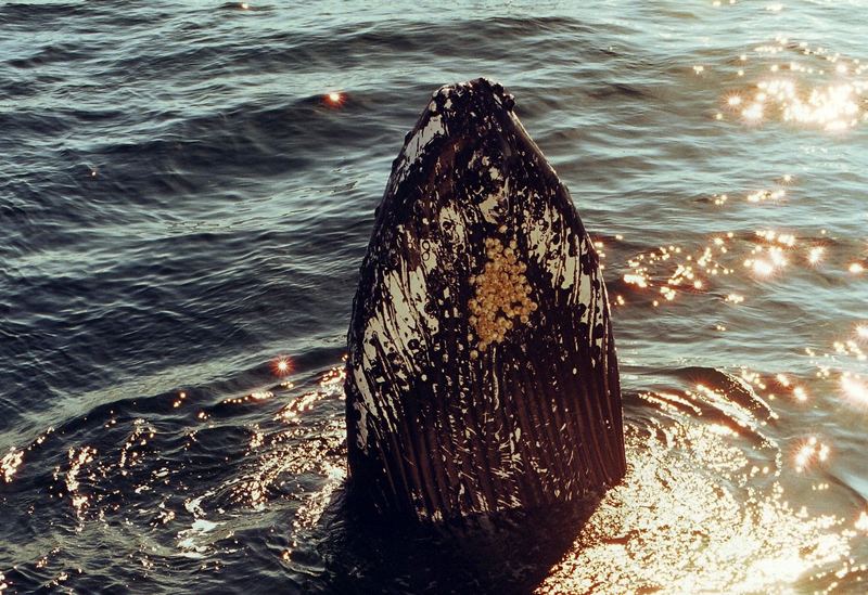 Ein Wal taucht auf / Cape Cod / New-England