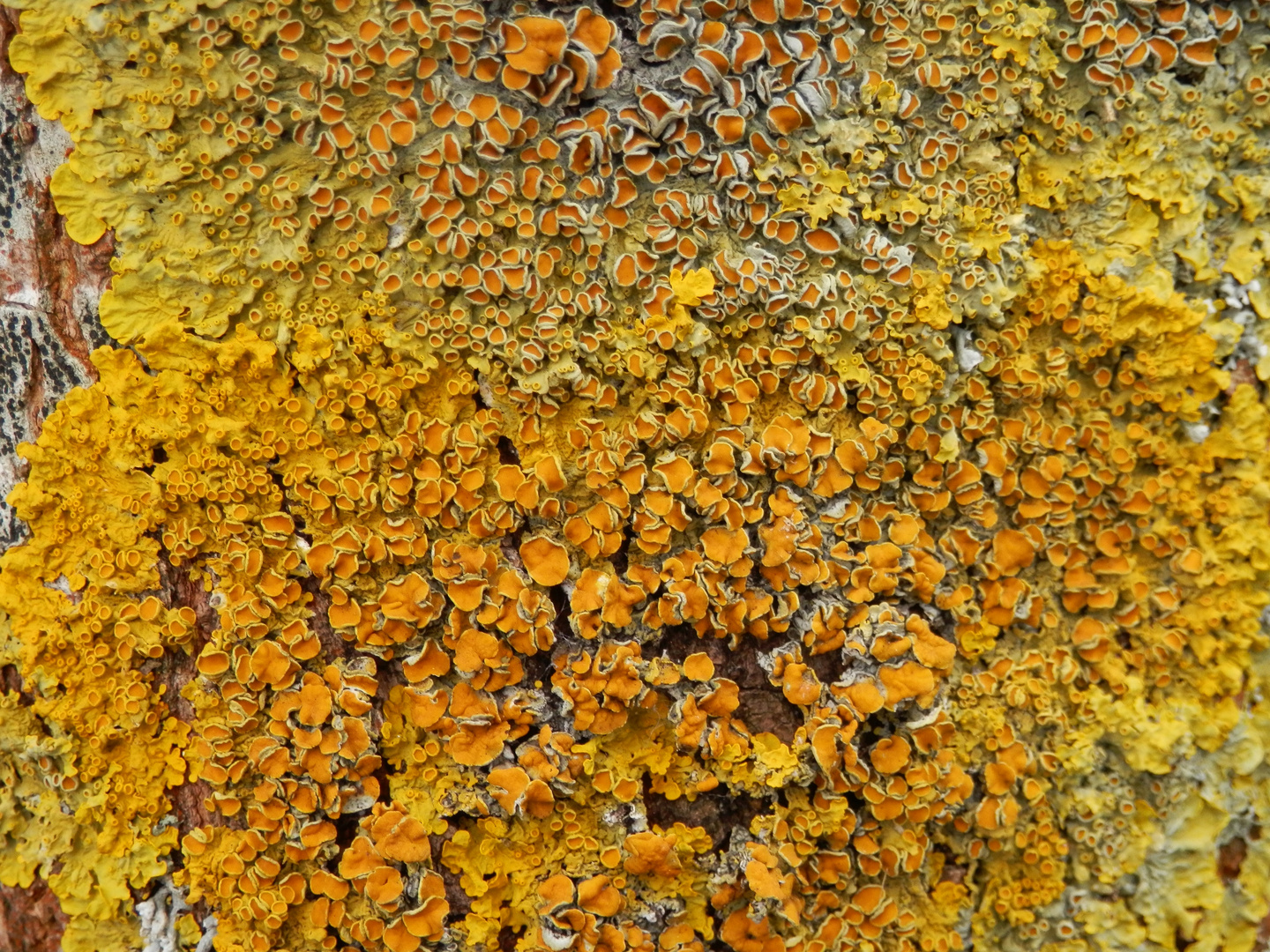 Ein Wald aus Apothecien - Xanthoria parietina