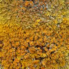 Ein Wald aus Apothecien - Xanthoria parietina