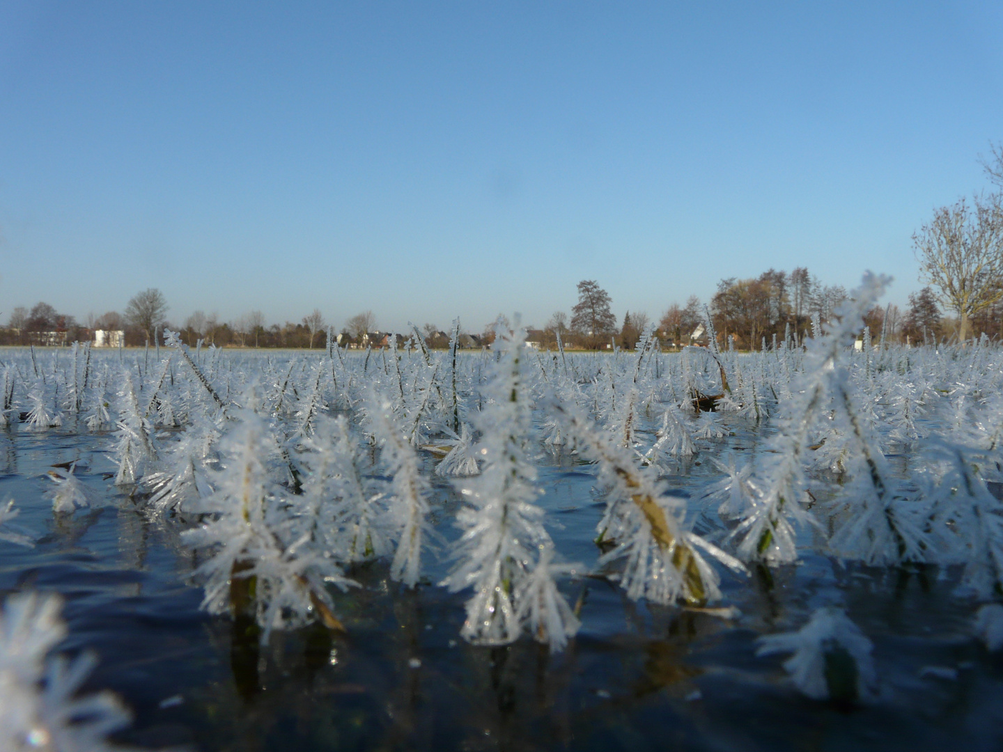 Ein Wald aus Eis?