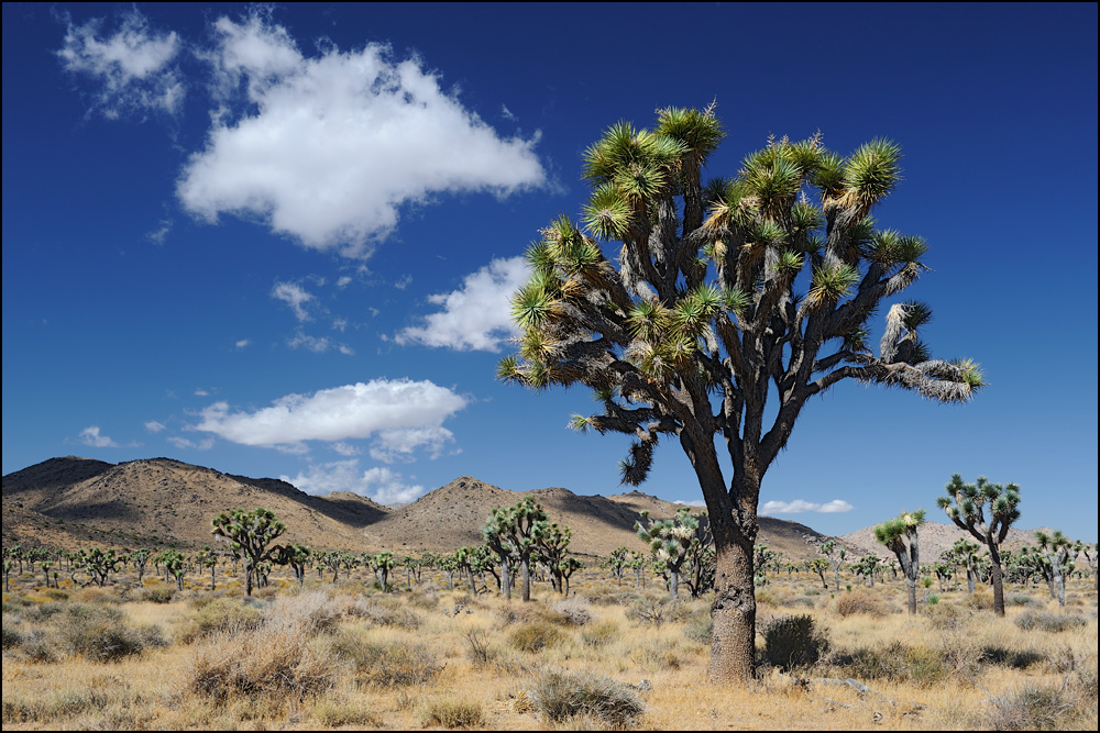 [ Ein Wald aus Joshua Trees ]