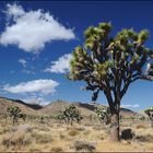 [ Ein Wald aus Joshua Trees ]