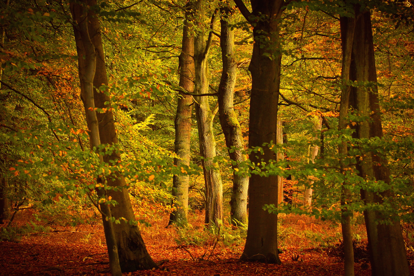 Ein Wald Experiment oder die realative Sichtweise der Umgebung