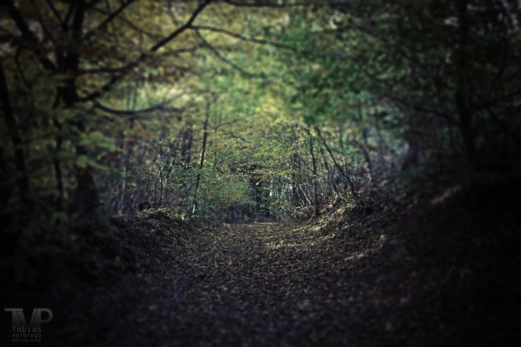 Ein Wald im Bergischen