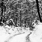 Ein Wald im Winter