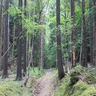 Ein Wald mit einem Weg aus Gras