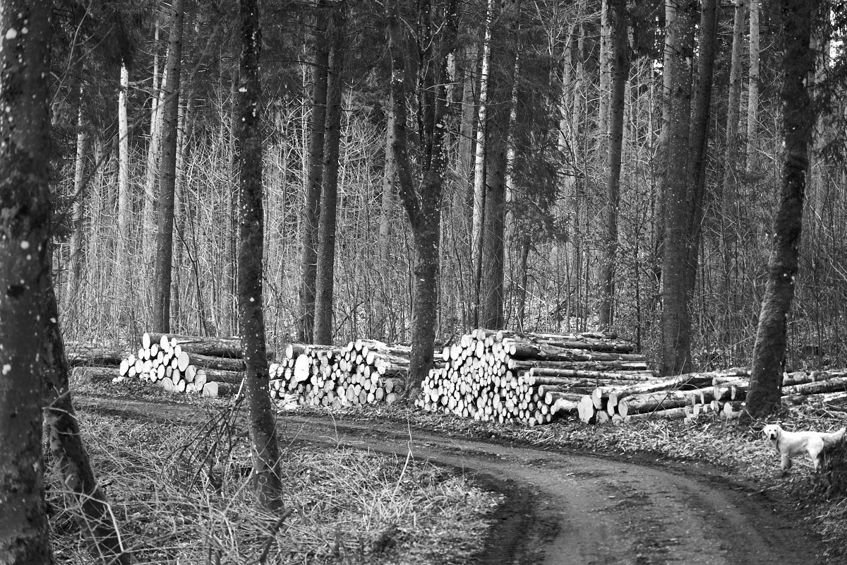 Ein Wald - und seine ehemaligen Bewohner