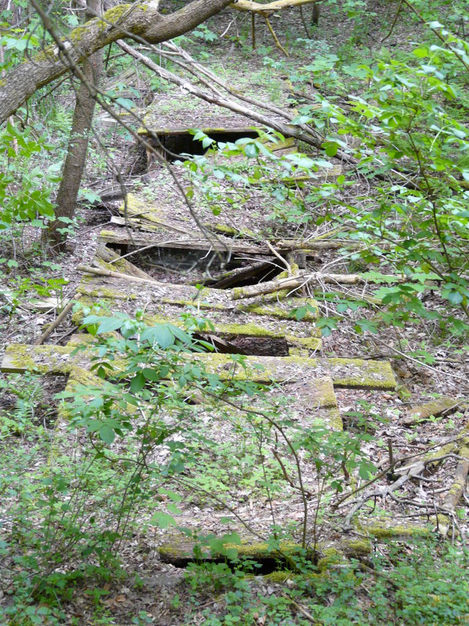 Ein Wald und seine Geheimnisse