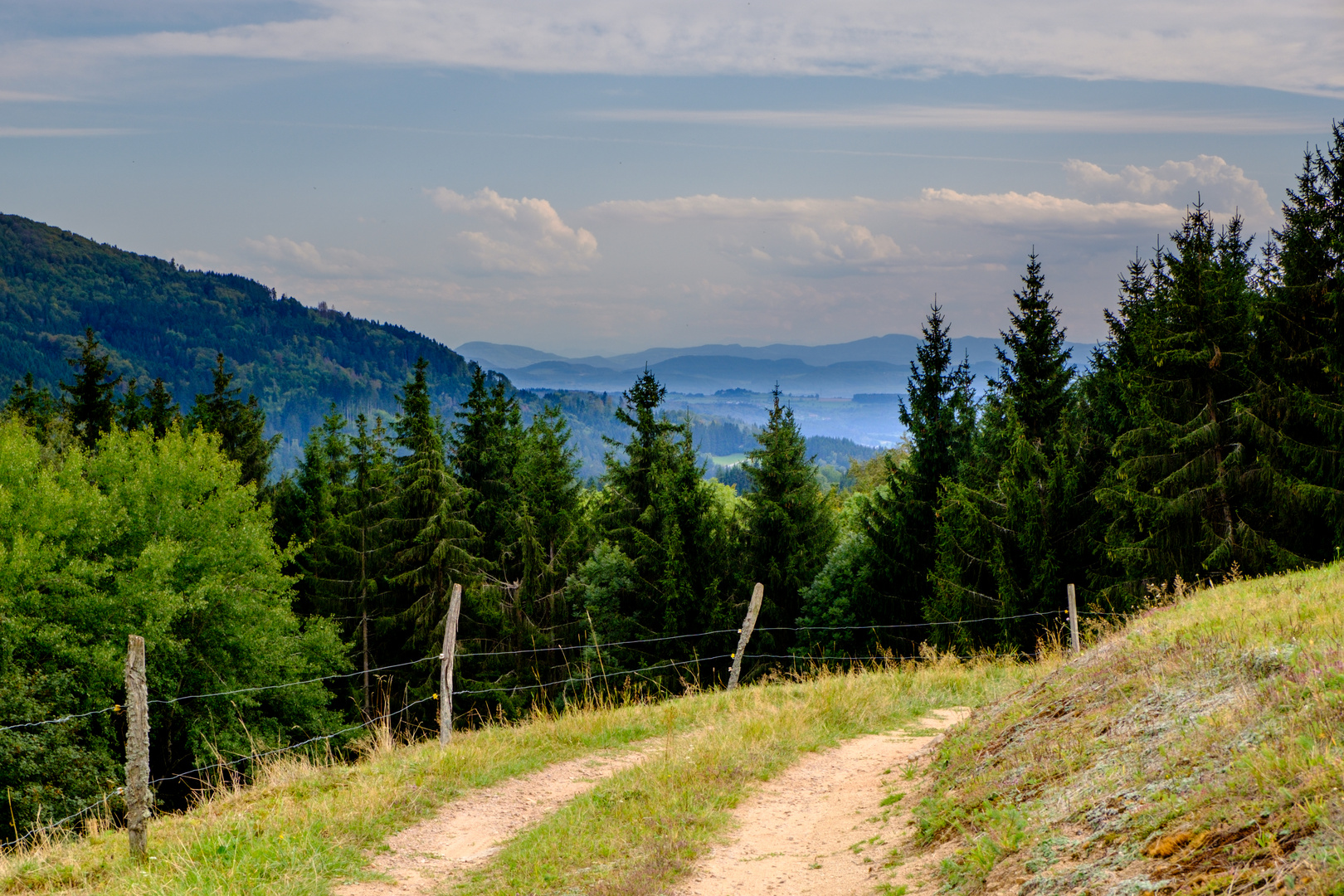 Ein Wald- und Wiesenbild