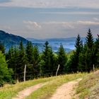 Ein Wald- und Wiesenbild