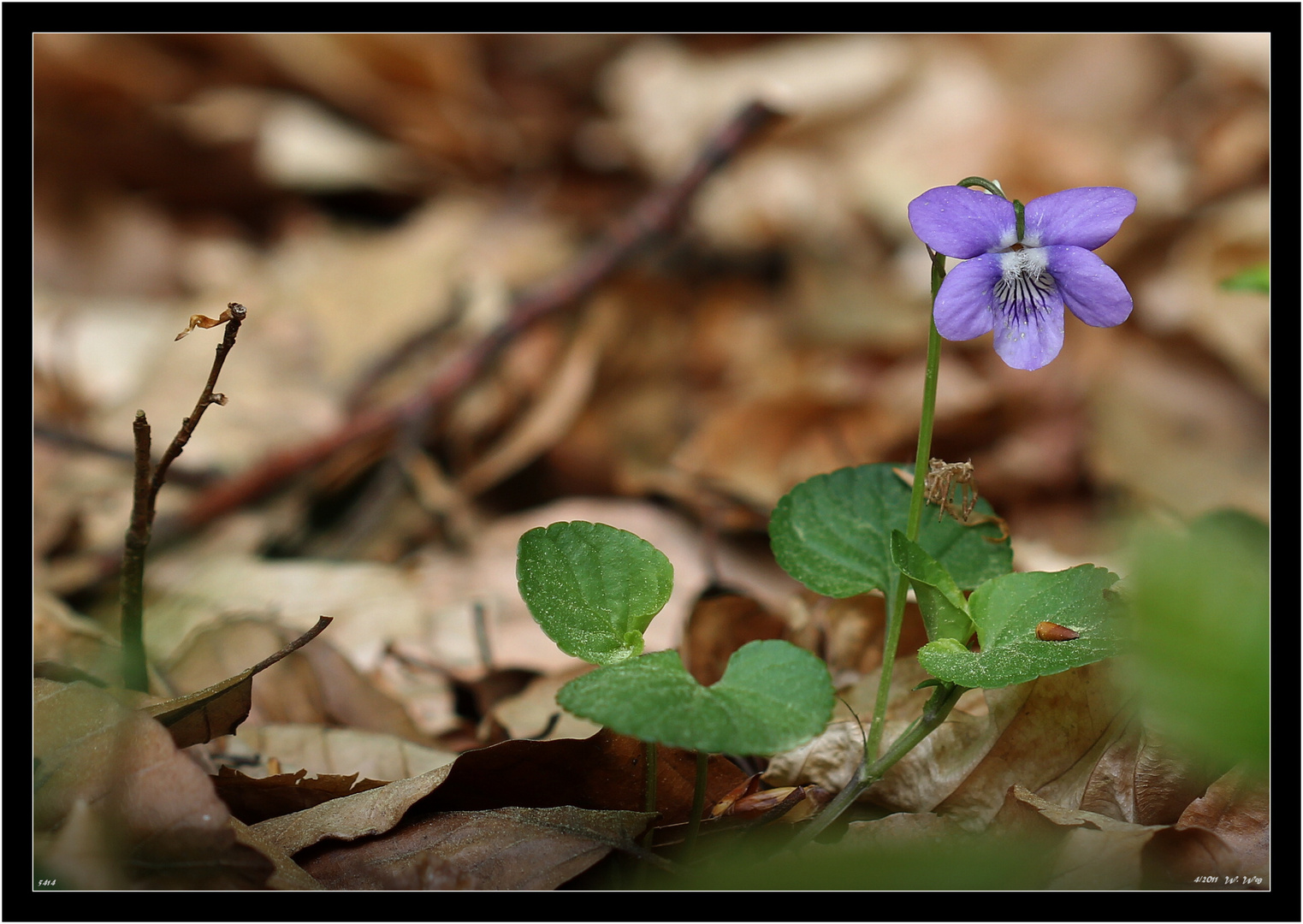 ein Wald-Veilchen...