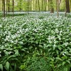 Ein Wald voll Bärlauch