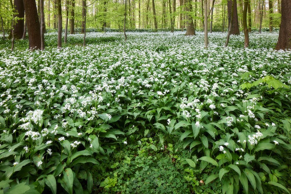 Ein Wald voll Bärlauch