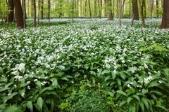 Ein Wald voll Bärlauch