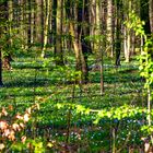 Ein Wald voll Buschwindröschen