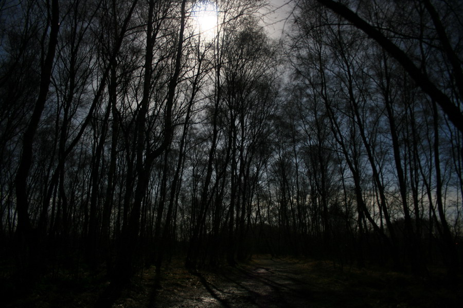 Ein Wald voll Mond :-)