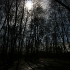 Ein Wald voll Mond :-)