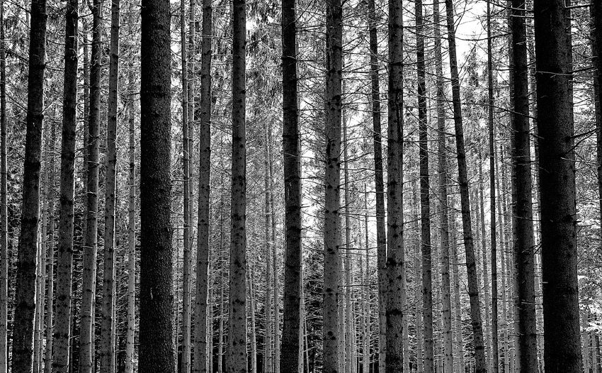 Ein Wald voller Bäume