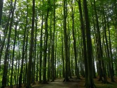 Ein Wald voller Bäume