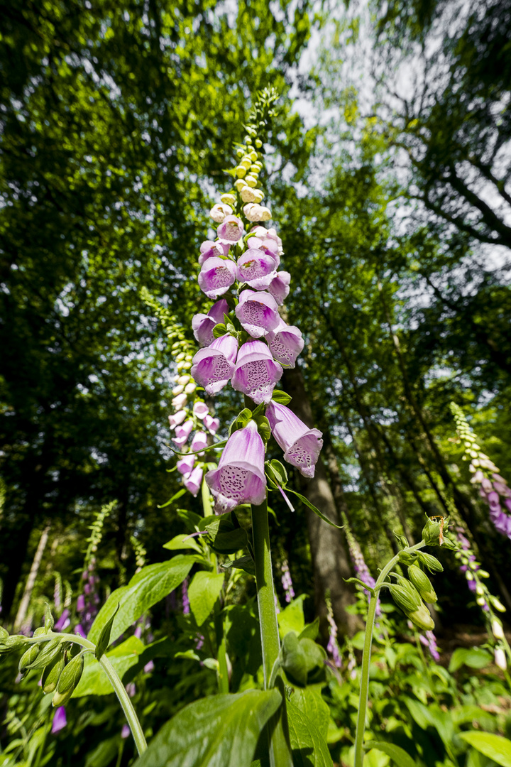 Ein Wald voller Fingerhut