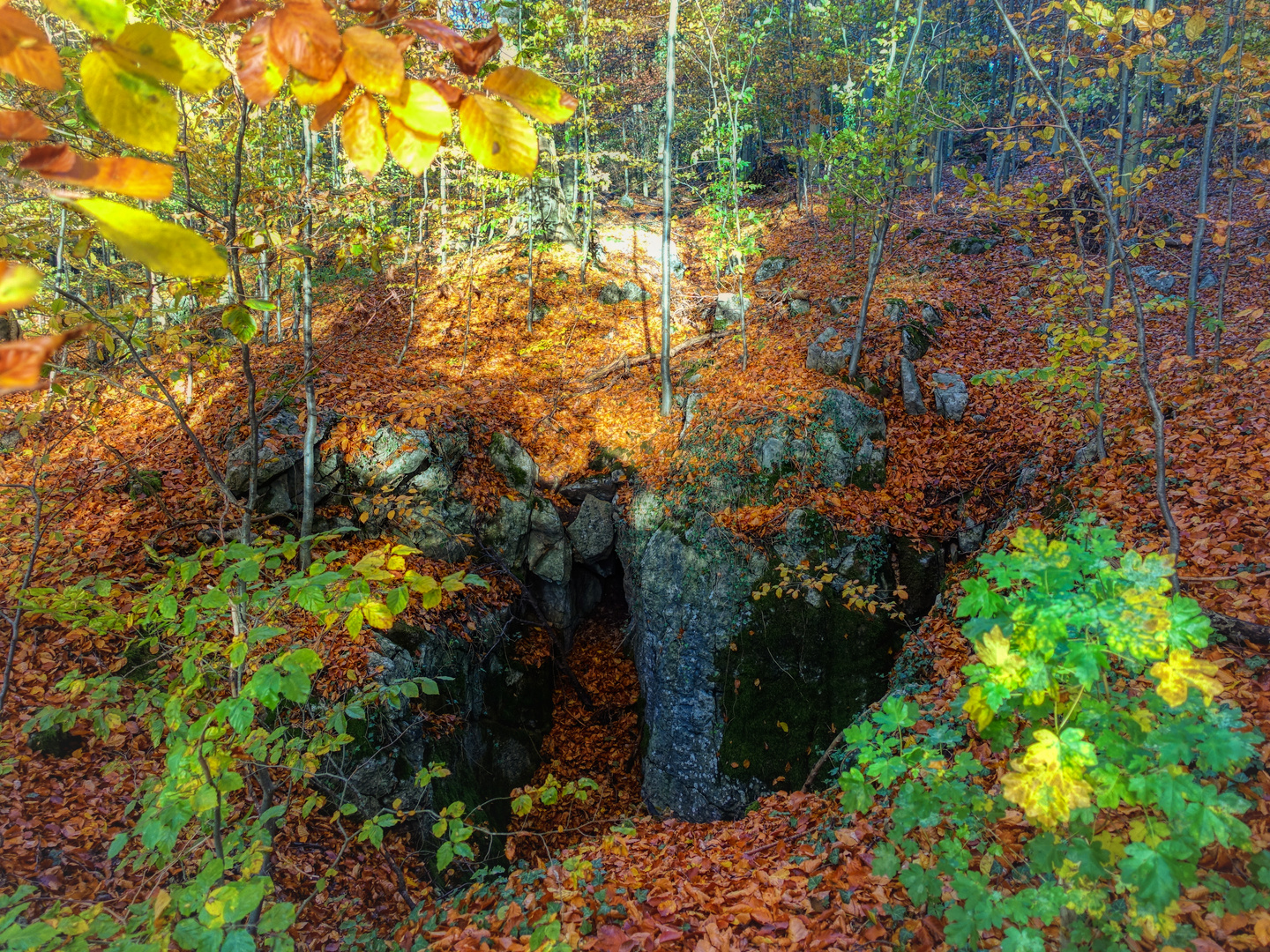 ein Wald voller Geheimnisse