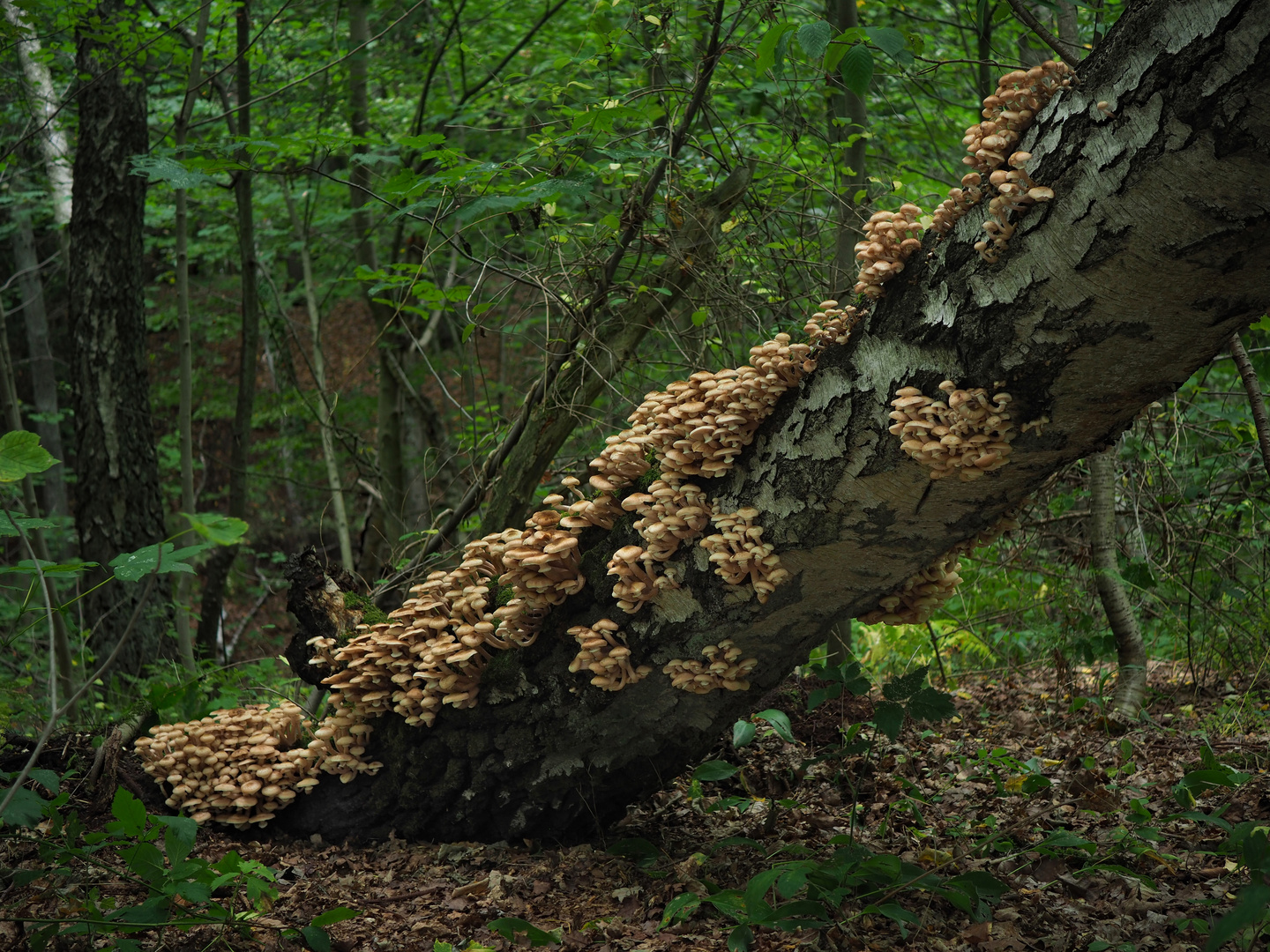 Ein Wald voller Hallimasch ... 