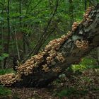 Ein Wald voller Hallimasch ... 