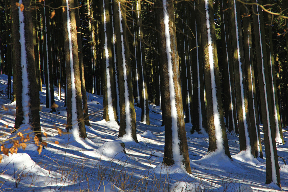 Ein Wald voller Trainingsanzüge