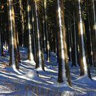 Ein Wald voller Trainingsanzüge