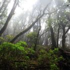 Ein Wald, wie im Bilderbuch